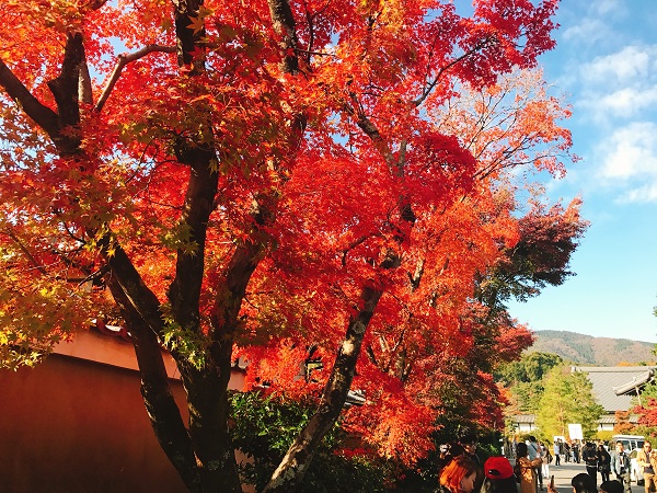 天龍寺 紅葉2018 3