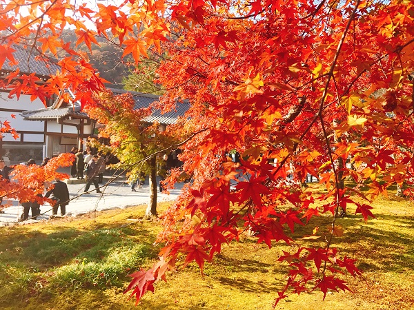 天龍寺 紅葉2018 5