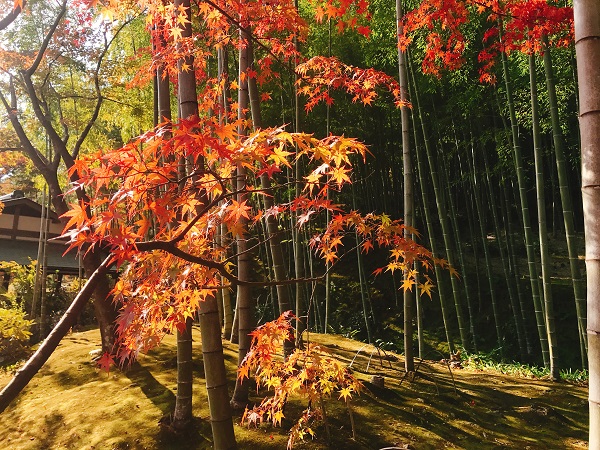 天龍寺 紅葉2018 6