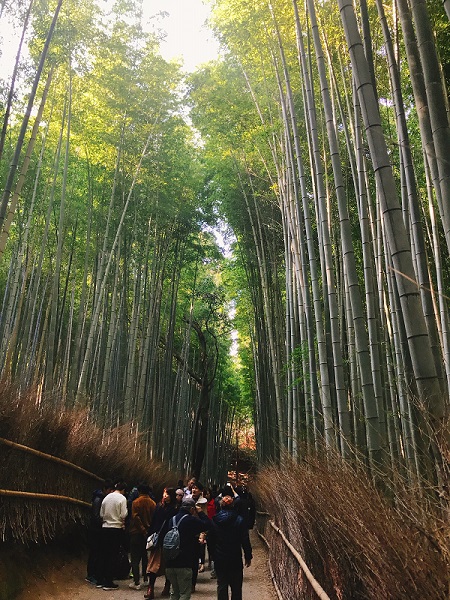 竹林の小径 紅葉