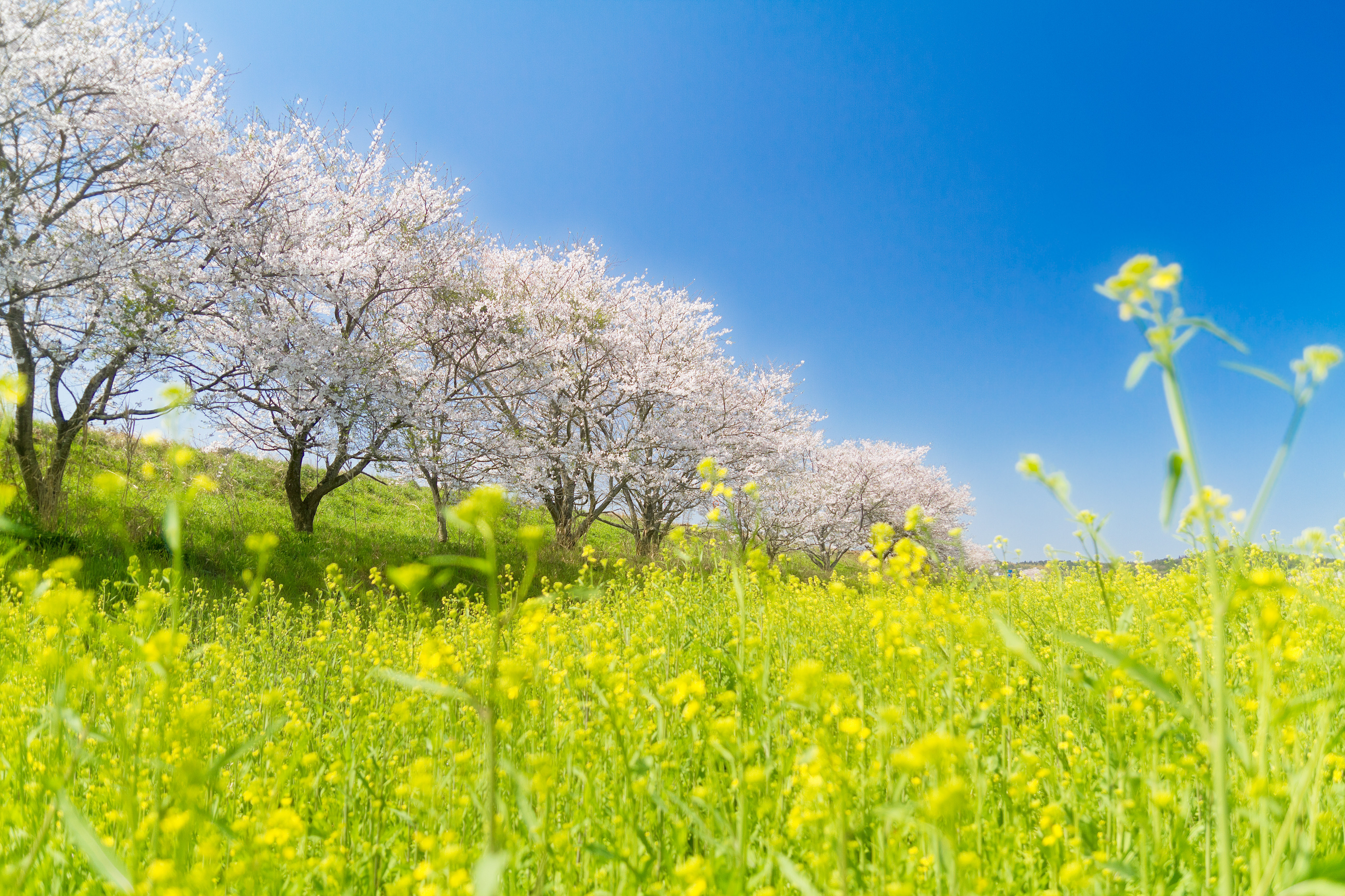 桜と菜の花