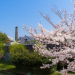 大倉記念館の桜とお花見