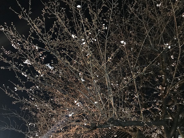 大倉記念館 夜桜
