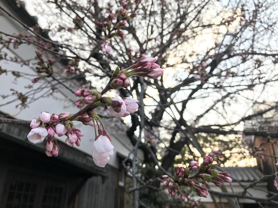 大倉記念館 桜