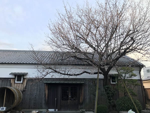 大倉記念館 桜2