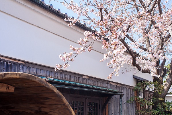 大倉記念館 桜3