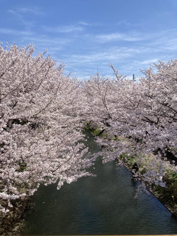 京都伏見濠川の桜
